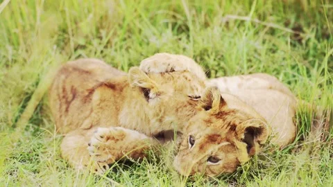 Lion Cubs Playing in Africa, Funny Baby ... | Stock Video | Pond5