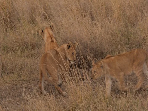 Lion cubs playing and biting each other in the Serengeti, Tanzania. Stock Footage 79592381