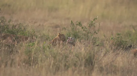 Lion cubs playing with branch Stock Footage 33546918