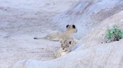 Lion Cubs Playing in Dry Riverbed Stock Footage 41639528