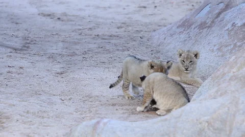 Lion Cubs Playing in Dry Riverbed Stock Footage 41639805