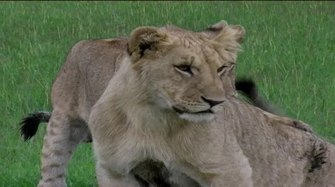 Lion cubs playing Stock Footage 12523378
