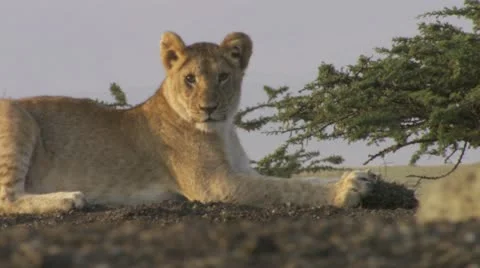 Lion cubs playing Stock Footage 12653249