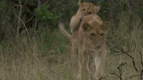 Lion cubs playing Stock Footage 12654193
