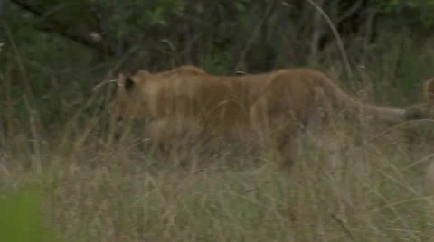 Lion cubs playing Stock Footage 12654198