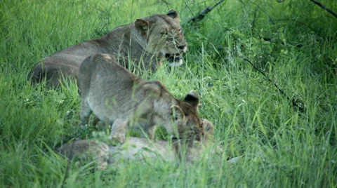 Lion cubs playing Stock Footage 46456904
