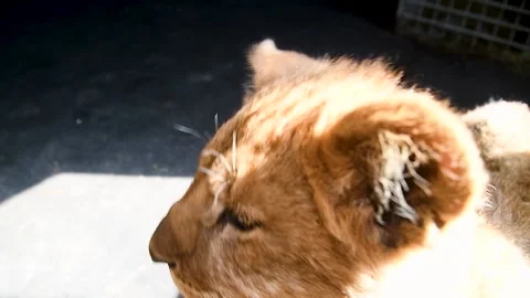 Lion cubs playing 動画素材 211165729