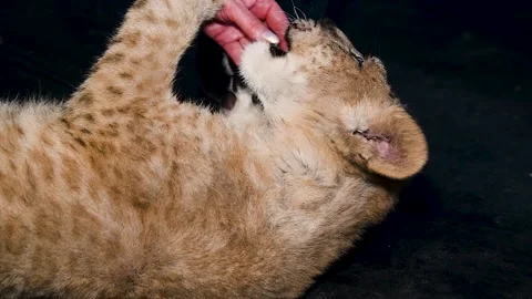 Lion cubs playing Stock Footage 220617390