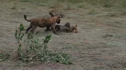 Lion Cubs Playing in Grass | 4K Wildlife Footage 스톡 동영상 312202302