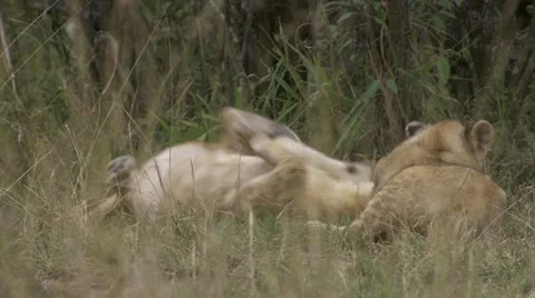 Lion cubs playing, in grass, rolling Stock Footage 12654184