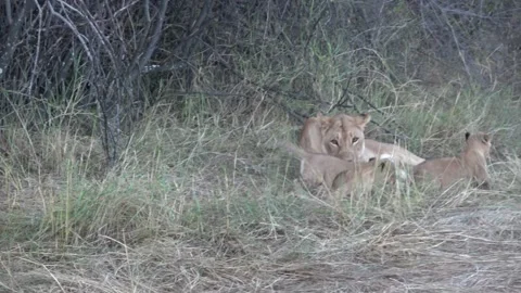 Lion cubs playing, join third, pass mother watching, then spar — Part 1 Stock Footage 320959459