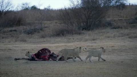 Lion Cubs playing next to a carcass. 4K 50 fps Stock Footage 187987724