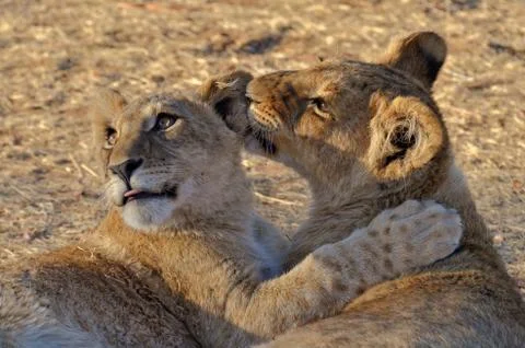 Lion cubs playing Stock Photos