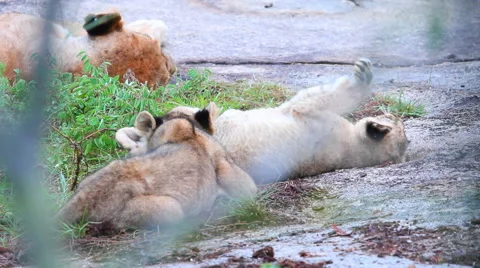 Lion Cubs Playing on Rock Stock Footage 41639376