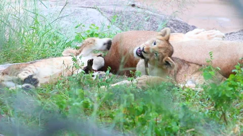 Lion Cubs Playing on Rock Stock Footage 41639377