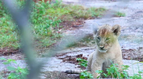 Lion Cubs Playing on Rock Stock Footage 41639400