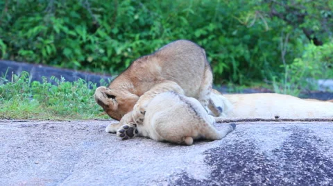Lion Cubs Playing on Rock Stock Footage 41639419