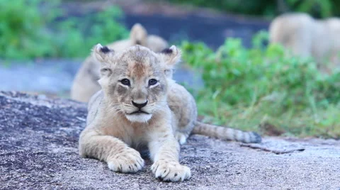 Lion Cubs Playing on Rock Stock Footage 41639458