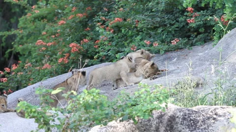 Lion Cubs Playing on Rock Stock Footage 41640260