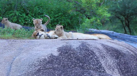 Lion Cubs Playing on Rock Stock Footage 41642135