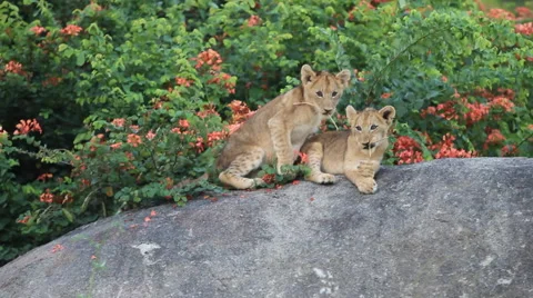 Lion Cubs Playing on Rock Stock Footage 41642252