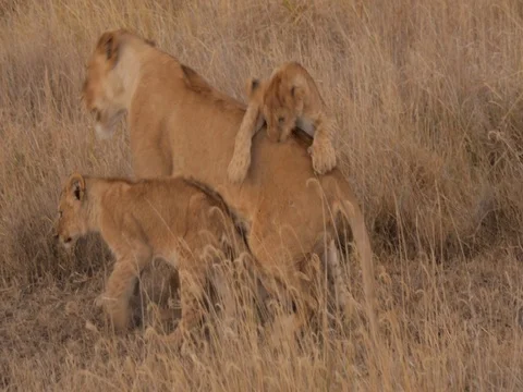 Lion cubs playing in the Serengeti, lioness stands up Stock Footage