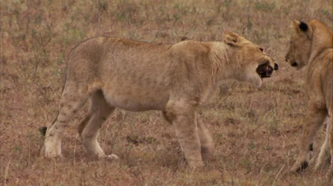 Lion cubs playing together Stock Footage 34674139