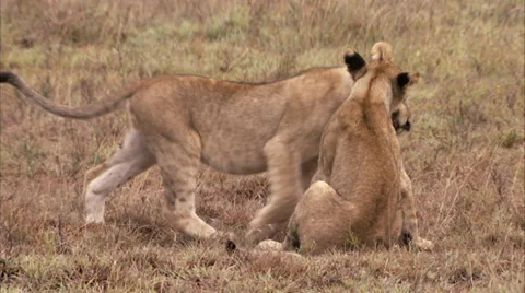 Lion cubs playing together Stock Footage 34674854