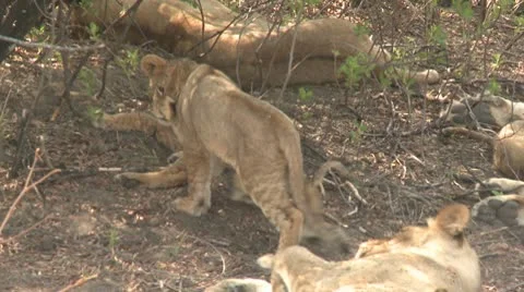 Lion Cubs Resting 스톡 동영상 10592000