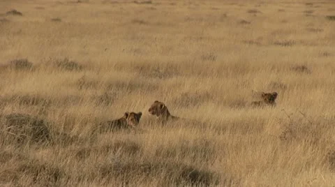 Lion cubs resting Stock Footage 11977359