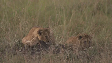 Lion cubs at sunrise Stock Footage 33546744