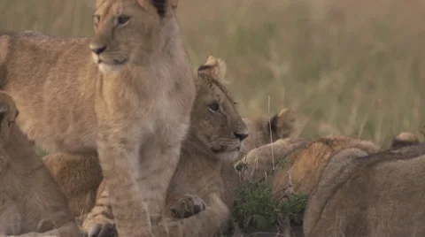 Lion cubs at sunrise Stock Footage 33546793
