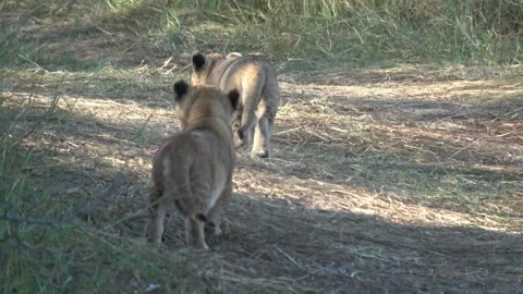 Lion cubs: timid sit-and-watch as sibling walks away, then disappears Stock Footage 320968060
