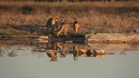Lion cubs tug and pull over twig along waterhole bank Part 4 Stock Footage 322065283