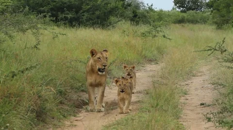 Lion cubs walking with their mother Stock Footage