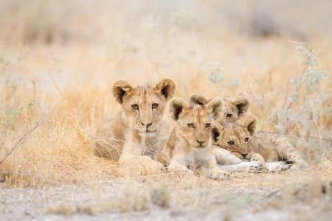 Lion cubs in the wilderness Stock Photos