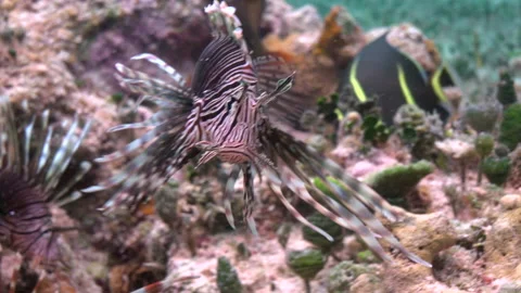 Lion cup 2 Stock Footage 236053391