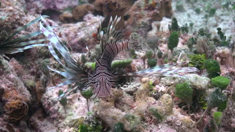 Lion CUP 3 Stock Footage 236053377