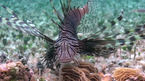 Lion CUP 4 Video stock 236053385