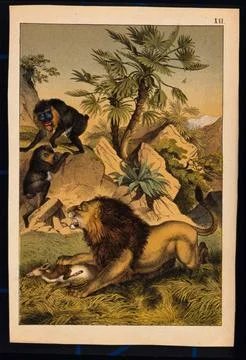 A lion is devouring its prey and growling at two brightly coloured monkeys .. Illustrazione stock