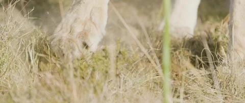 Lion digging grass with paw in the African savanna Stock Footage 106286938