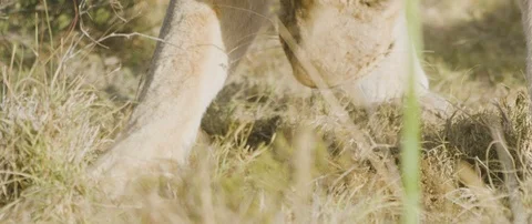 Lion digging grass with paw in the African savanna Stock Footage 106287113