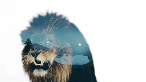 Lion Double Exposure on white background Stock Footage 235606169