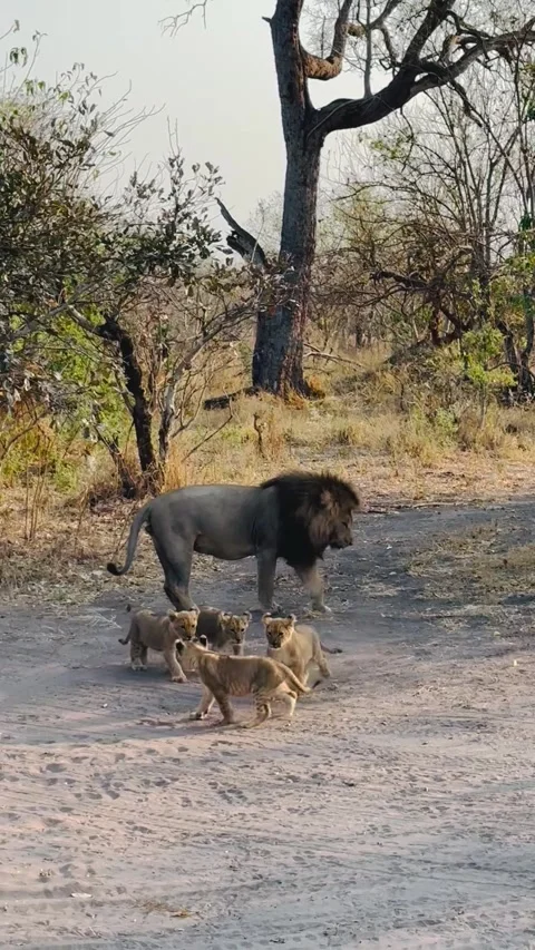 Lion Down the Law, Chobe National Park, Botswana - 08 Sep 2026 Stock Footage 346102852