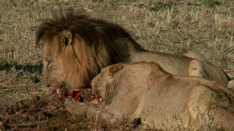 Lion dragging a skull 库存影片 555903