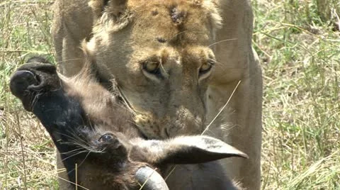 LION DRAGS FRESH KILL Video stock 17361569