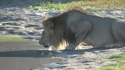 Lion drinking with chest and forequarters in close view — Part 2 Vidéo 321232999