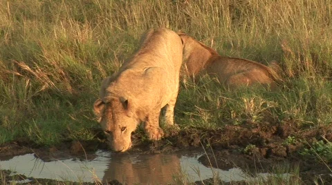 Lion drinking  Stock Footage 478697