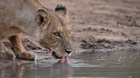 Lion drinking 스톡 동영상 50368547