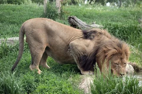 Lion drinking from a pond Stock Photos